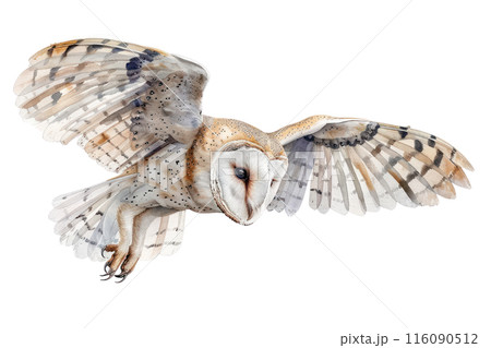 Barn owl, Pastel-colored, in hand-drawn style, watercolor, isolated on white background 116090512