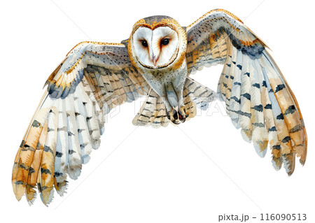 Barn owl, Pastel-colored, in hand-drawn style, watercolor, isolated on white background 116090513