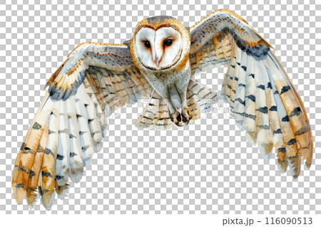 Barn owl, Pastel-colored, in hand-drawn style, watercolor, isolated on white background 116090513