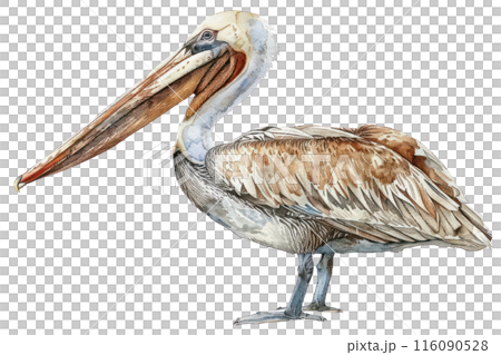 Brown pelican, Pastel-colored, in hand-drawn style, watercolor, isolated on white background 116090528