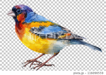 Gouldian finch, Pastel-colored, in hand-drawn style, watercolor, isolated on white background Gouldian finch, Pastel-colored, in hand-drawn style, watercolor, isolated on white background 116090559