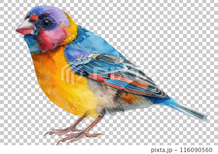 Gouldian finch, Pastel-colored, in hand-drawn style, watercolor, isolated on white background 116090560