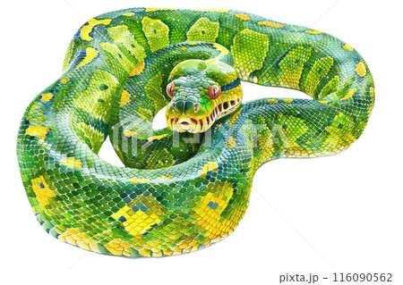 Green tree python, Pastel-colored, in hand-drawn style, watercolor, isolated on white background Green tree python, Pastel-colored, in hand-drawn style, watercolor, isolated on white background 116090562