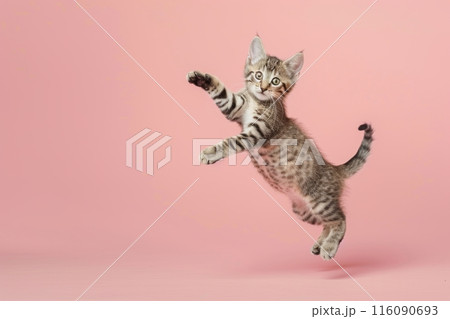 Egyptian Mau cat Jumping and remaining in mid-air, studio lighting, isolated on pastel background, stock photographic style 116090693