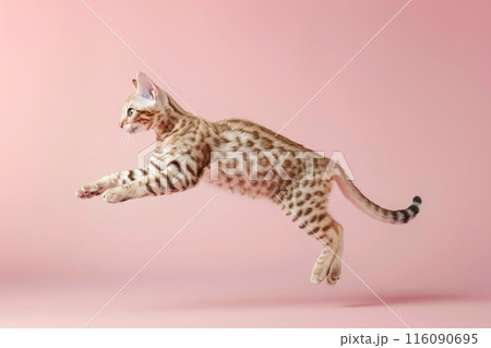 Egyptian Mau cat Jumping and remaining in mid-air, studio lighting, isolated on pastel background, stock photographic style 116090695