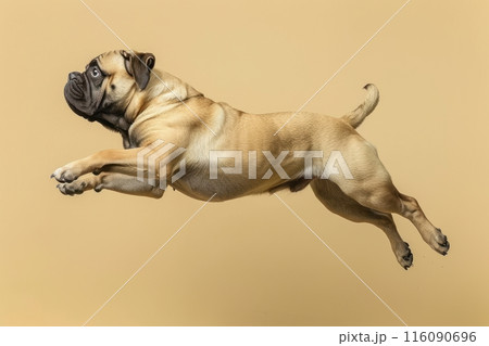English Mastiff dog Jumping and remaining in mid-air, studio lighting, isolated on pastel background, stock photographic style 116090696