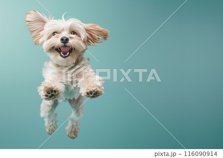 Tibetan Terrier dog Jumping and remaining in mid-air, studio lighting, isolated on pastel background, stock photographic style 116090914