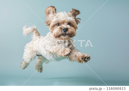 Tibetan Terrier dog Jumping and remaining in mid-air, studio lighting, isolated on pastel background, stock photographic style 116090915
