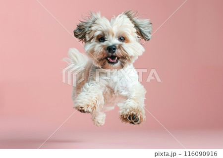 Tibetan Terrier dog Jumping and remaining in mid-air, studio lighting, isolated on pastel background, stock photographic style 116090916