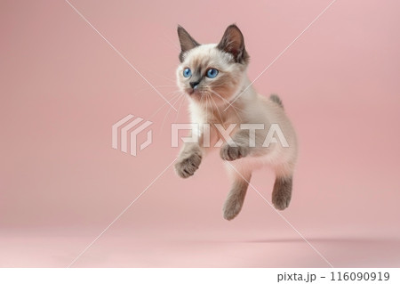 Tonkinese cat Jumping and remaining in mid-air, studio lighting, isolated on pastel background, stock photographic style 116090919