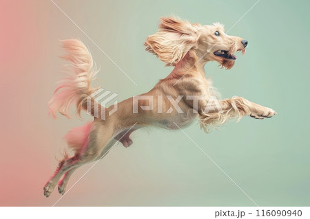 Afghan Hound dog Jumping and remaining in...のイラスト素材 [116090940] - PIXTA