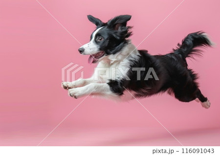 Border Collie dog Jumping and remaining in mid-air, studio lighting, isolated on pastel background, stock photographic style 116091043