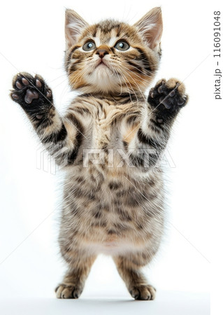 American Wirehair cat Jumping and remaining in mid-air, studio lighting, isolated on white background, stock photographic style 116091048