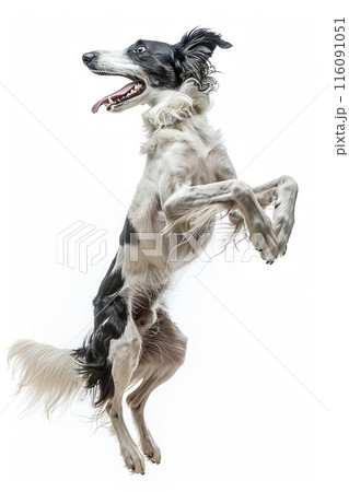 Borzoi dog Jumping and remaining in mid-air,...のイラスト素材 [116091051] - PIXTA