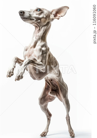 Italian Greyhound dog Jumping and remaining in mid-air, studio lighting, isolated on white background, stock photographic style Italian Greyhound dog Jumping and remaining in mid-air, studio lighting, isolated on white background, stock photographic style 116091060