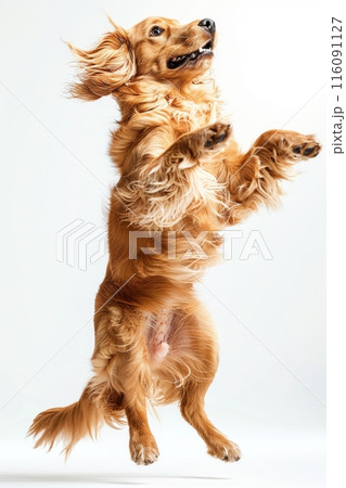 Afghan Hound dog Jumping and remaining in...のイラスト素材 [116091127] - PIXTA