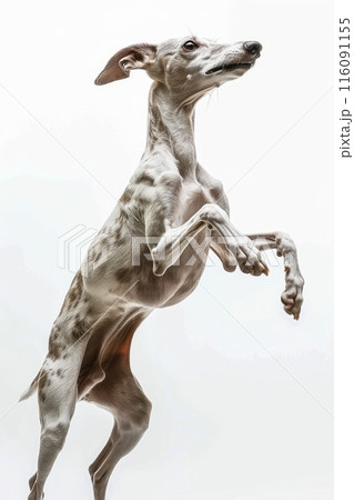 Whippet dog Jumping and remaining in mid-air,...のイラスト素材 [116091155] - PIXTA