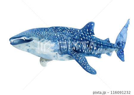 Blue whale shark,  Pastel-colored, in hand-drawn style, watercolor, isolated on white background 116091232