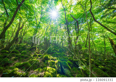 【苔の名所】山犬嶽【上勝町】 116091331