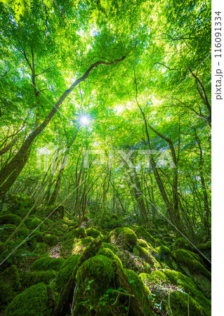 【苔の名所】山犬嶽【上勝町】 116091334