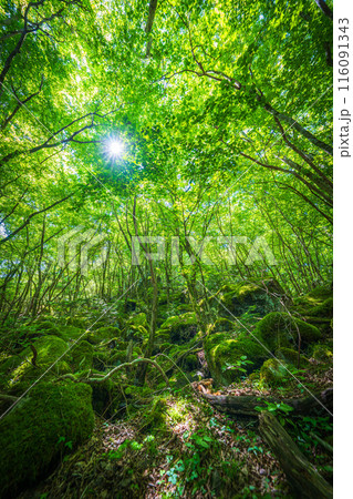 【苔の名所】山犬嶽【上勝町】 116091343