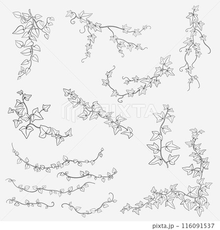 Floral ivy drawing decorative ornament flat design collection. Floral ivy drawing decorative ornament flat design collection. 116091537