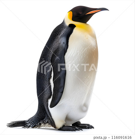 Emperor penguin, Aptenodytes forsteri, unusual northern bird, portrait, close-up isolated on white. 116091616