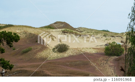 Sandy Dunes with Sparse Vegetation. Curonian dunes, Lithuania Sandy Dunes with Sparse Vegetation. Curonian dunes, Lithuania 116091968