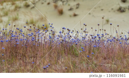 Blue Wildflowers in Sandy Terrain. Curonian dunes, Lithuania Blue Wildflowers in Sandy Terrain. Curonian dunes, Lithuania 116091981