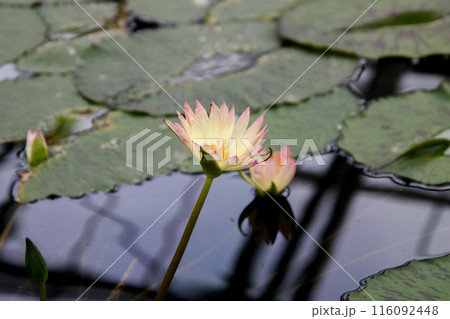 水生植物　睡蓮③ 116092448