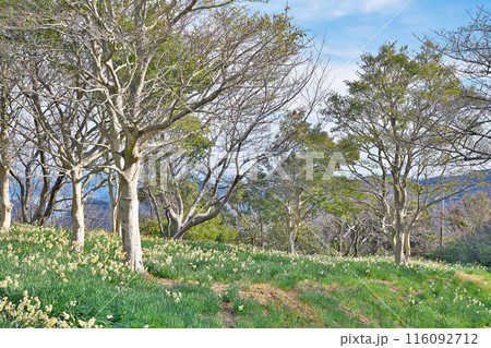 【野生水仙群生地】 和歌山県日高郡由良町大引 【野生水仙群生地】 和歌山県日高郡由良町大引 116092712