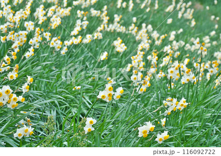 【野生水仙群生地】 和歌山県日高郡由良町大引 【野生水仙群生地】 和歌山県日高郡由良町大引 116092722