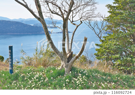 【野生水仙群生地】 和歌山県日高郡由良町大引 【野生水仙群生地】 和歌山県日高郡由良町大引 116092724