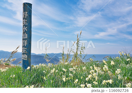 【野生水仙群生地】 和歌山県日高郡由良町大引 【野生水仙群生地】 和歌山県日高郡由良町大引 116092726