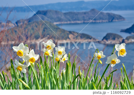 【野生水仙群生地】 和歌山県日高郡由良町大引 【野生水仙群生地】 和歌山県日高郡由良町大引 116092729