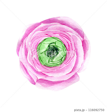 Watercolor hand drawn pink ranunculus flower isolated on white background. Botanical illustration of buttercup. Floral clipart for greeting cards, wedding invitations, packaging, scrapbooking 116092750