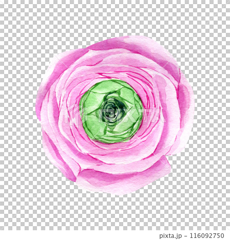 Watercolor hand drawn pink ranunculus flower isolated on white background. Botanical illustration of buttercup. Floral clipart for greeting cards, wedding invitations, packaging, scrapbooking 116092750