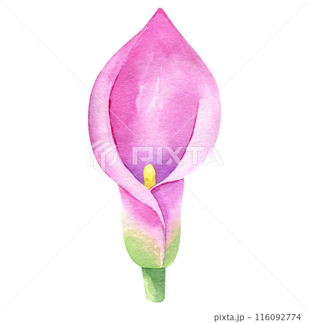 Calla lily watercolor hand drawn isolated on white background. Floral illustration element. Pink flower clipart for greeting cards, wedding invitations, packaging 116092774