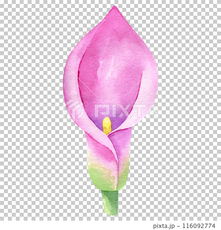 Calla lily watercolor hand drawn isolated on white background. Floral illustration element. Pink flower clipart for greeting cards, wedding invitations, packaging 116092774