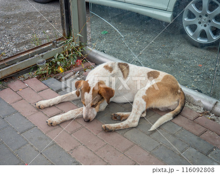 Homeless dogs in the city. Dog on the street.  Hungry animals. mongrels 116092808