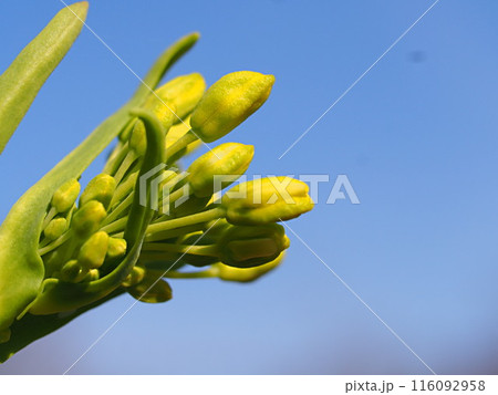 青空とノラボウナの蕾のアップ 116092958