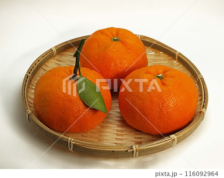 葉付きの青島ミカン 116092964