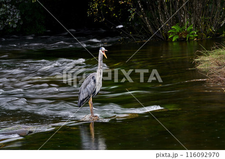 Irish crane hunting on the river Irish crane hunting on the river 116092970