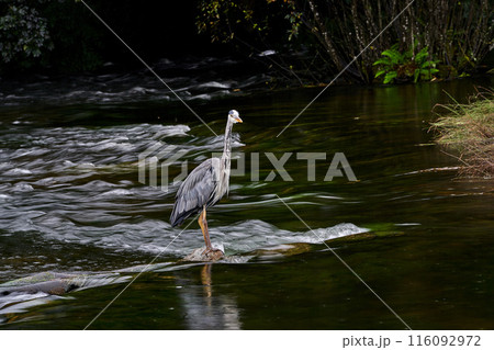 Irish crane hunting on the river 116092972