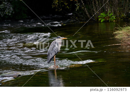 Irish crane hunting on the river 116092973