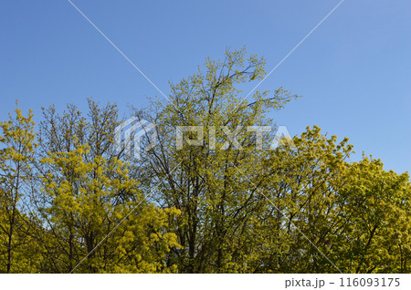 Young foliage of trees. Young foliage of trees. 116093175
