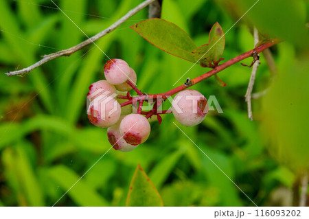 熟したブルーベリーの実 116093202