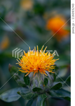 紅花の花 紅花の花 116093240