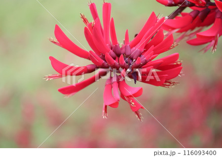 赤い花びらのサンゴシトウという花の花木の枝の先に咲く様子をアップで撮影した風景 116093400