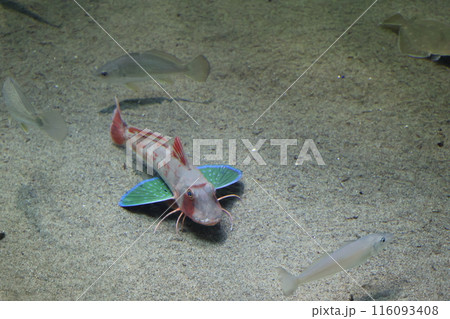 砂の上にホウボウのいる水族館の水槽の風景 116093408